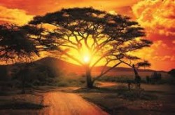 images africa 1
